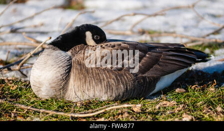 Single Canada Goose tucking beak into its feathers in cold winter. Stock Photo