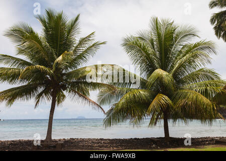 Palm trees on Hiva Oa Stock Photo