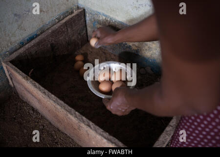 A female egg farmer collects fresh eggs from her chickens, Nigeria, Africa Stock Photo