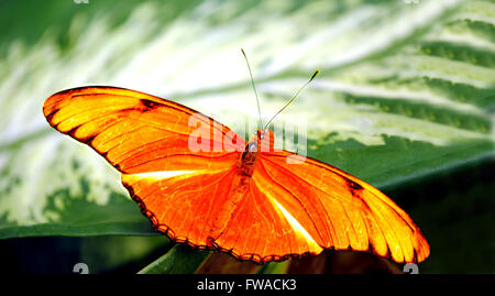 Flambeau butterfly Latin name Dryas iulia Stock Photo