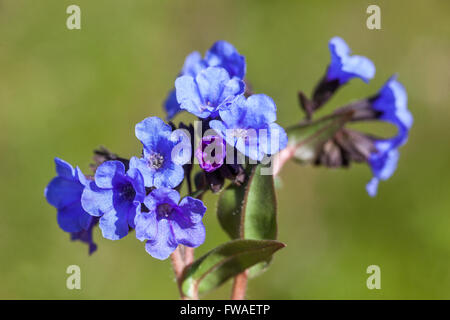 Blue Lungwort, Pulmonaria ‘Blue Ensign’ Stock Photo