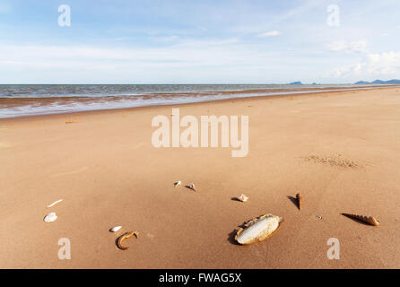 Cuttlefish bone and shell on sand in nature Stock Photo