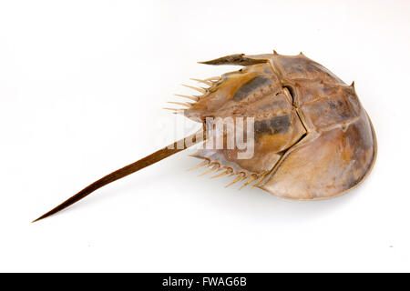 a large marine arthropod with a domed horseshoe-shaped shell, a long tail-spine, and ten legs. on isolated white background. Stock Photo