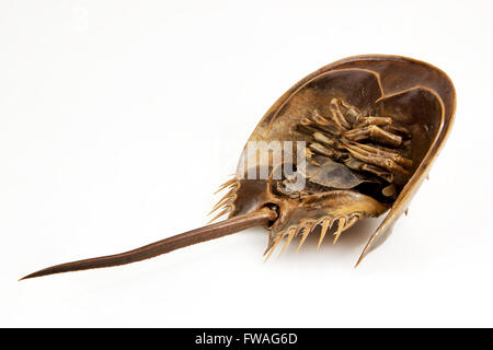 a large marine arthropod with a domed horseshoe-shaped shell, a long tail-spine, and ten legs. on isolated Objects With Clipping Stock Photo