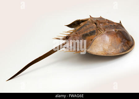 a large marine arthropod with a domed horseshoe-shaped shell, a long tail-spine, and ten legs. on isolated. Stock Photo