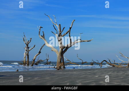 Unique view of ocean with trees on Bone Yard Beach Stock Photo