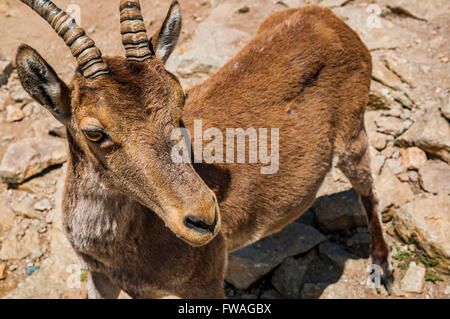 Western Spanish ibex or Gredos ibex -Capra pyrenaica victoriae- Stock Photo