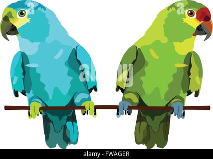 illustration of two parrots. Two vector budgies on branch Stock Vector