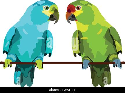 illustration of two parrots on white background. Two vector budgies Stock Vector