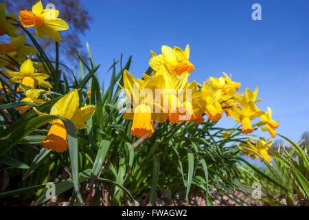 Narcissus Jetfire, Daffodil Jetfire Stock Photo