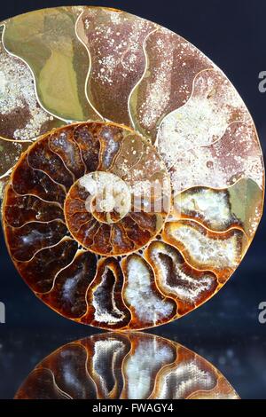 This is prehistoric fossilized mollusk called ammonite, an extinct marine animal. Stock Photo