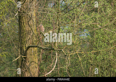 Tawny Owl / Waldkauz ( Strix aluco ), very young fledgling, perched hidden high up in a tree, in wild natural environment. Stock Photo