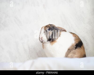 Brown, black and white bunny Stock Photo