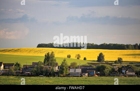 Sunny landscape view of Yellow rapeseed blossom field in spring or ...