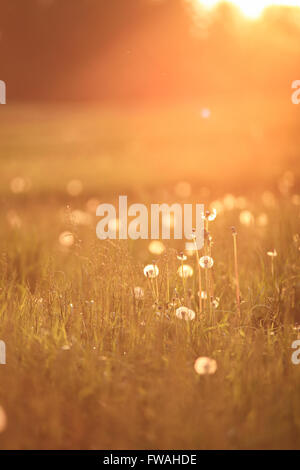 Sunny dandelion field in spring, Belarus Stock Photo
