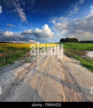 Country road in spring colza fields in Belarus Stock Photo