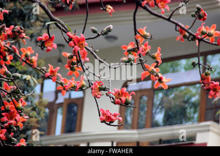 Bombax ceiba, Red silk-cotton tree, deciduous tree with large red flowers appearing before leaves, have five petals Stock Photo