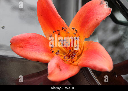Bombax ceiba, Red silk-cotton tree, deciduous tree with large red flowers appearing before leaves, have five petals Stock Photo