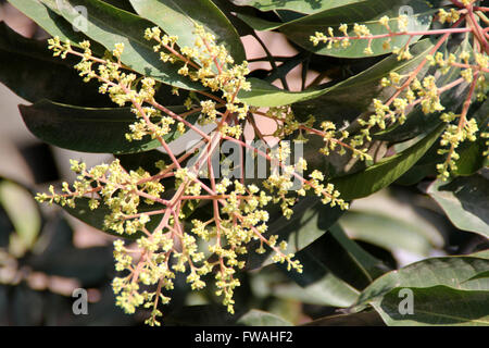 Mango tree in flower, Mangifera indica, evergreen tree, lanceolate leaves, pale yellow flowers and drupe fruit, many cultivars Stock Photo