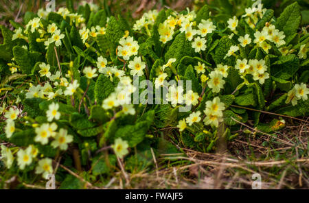 Close up cluster of wild primroses in woodland, Boxley, Kent Stock Photo