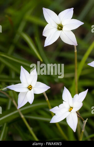 Blue tinged white flowers of the scented spring bulb, Ipheion uniflorum Stock Photo