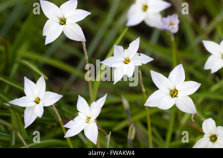 Blue tinged white flowers of the scented spring bulb, Ipheion uniflorum Stock Photo