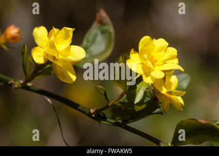 Semi double flowers of the spring blooming wall shrub, Jasminum mesnyi Stock Photo