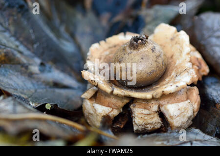 Collared earthstar (Geastrum triplex) amongst leaf litter. Fungus in the family Geastraceae growing on a woodland floor Stock Photo