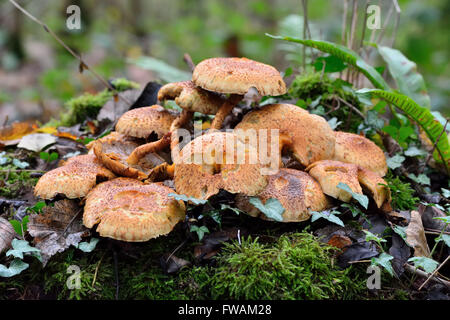 Shaggy scalycap (Pholiota squarrosa) fungus growing on tree stump. Parasitic mushrooms in the family Strophariaceae Stock Photo