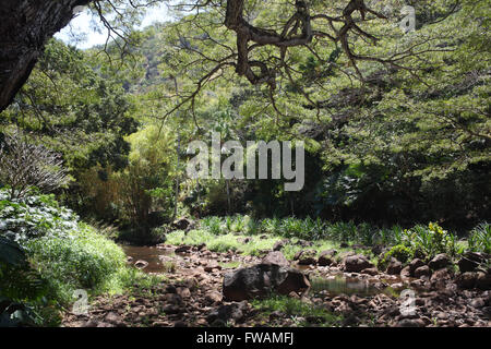 Green Waimea Valley (O'ahu, Hawaii) Stock Photo