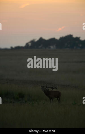 Red Deer / Rothirsch ( Cervus elaphus ), male adult, lonely stag in wide grass steppe, belling after sunset. Stock Photo