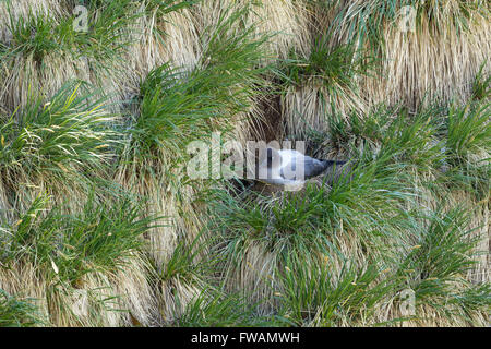 Light-mantled albatross Phoebetria palpebrata, adult, at nest site, Gold Harbour, South Georgia in January. Stock Photo