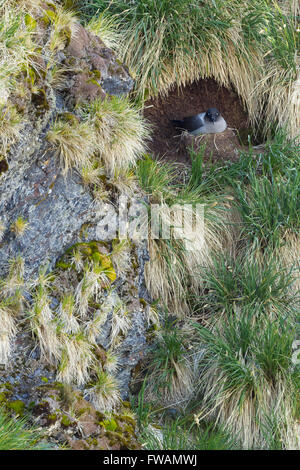 Light-mantled albatross Phoebetria palpebrata, adult, at nest site, Gold Harbour, South Georgia in January. Stock Photo