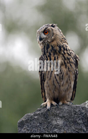 Northern Eagle Owl / Europaeischer Uhu ( Bubo bubo ), perched on a rock, watching aside, low point of view, wildlife, Germany. Stock Photo
