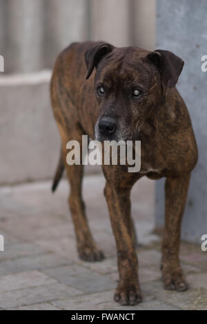 Blind brindle pit bull the dog stands in the yard Stock Photo
