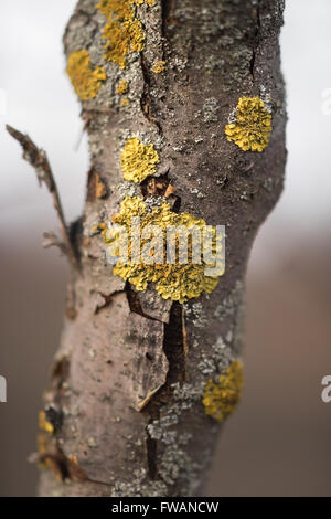 Spots yellow lichen on the trunk of a tree Stock Photo