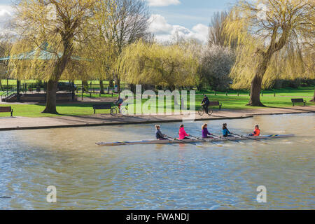 Women rowing, view of a women's rowing team training on the River Avon in the centre of Stratford Upon Avon, England, UK. Stock Photo