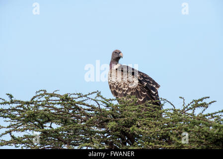 Ruppell's griffon vulture (Gyps rueppellii) Stock Photo