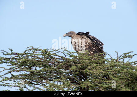 Ruppell's griffon vulture (Gyps rueppellii) Stock Photo