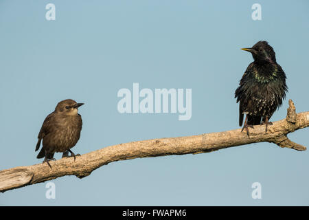 Common starling Sturnus vulgaris, adult and chick, perched on branch against blue sky, Kiskunfélegyháza, Hungary in June. Stock Photo