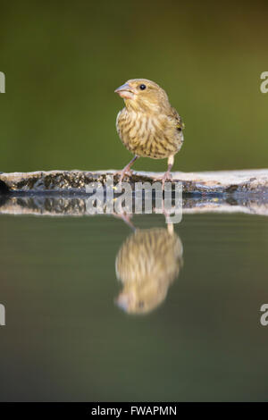 European greenfinch Chloris chloris, adult male, perched at woodland pool, Tiszaalpár, Hungary in June. Stock Photo