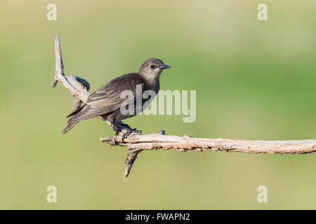 Common starling Sturnus vulgaris, juvenile, perched on branch, Kiskunfélegyháza, Hungary in June. Stock Photo