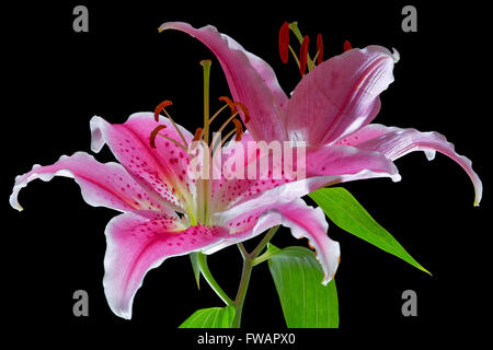 Stargazer Lilly flower Stock Photo