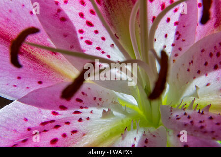 Stargazer Lilly flower Stock Photo