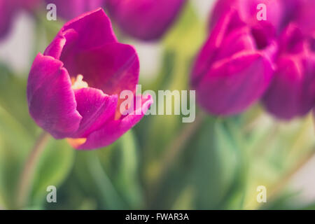 purple tulips macro - beautiful tulips flower closeup Stock Photo