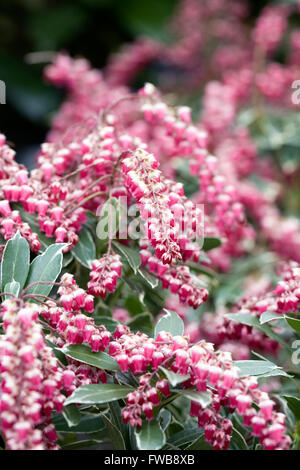 Pieris japonica 'Ralto' flowers. Stock Photo