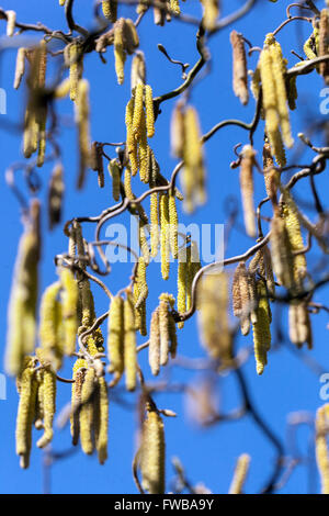 Corylus avellana 'Contorta' Corkscrew Hazel catkins, full pollen hazel catkins in early spring, Twisted branches Harry Lauders walking stick Stock Photo