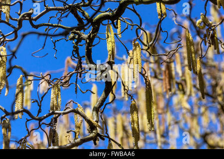 Corylus avellana Contorta spring Stock Photo