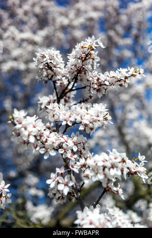 Prunus cerasifera 'Hessei', Cherry plum flowers Stock Photo