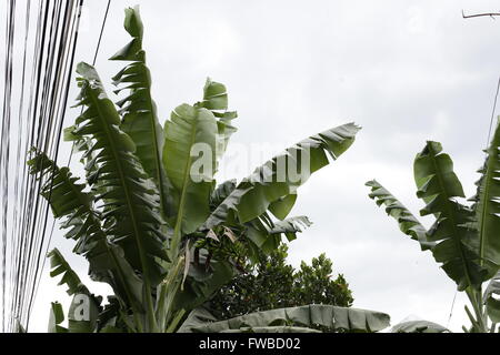 Banana leaf backlit sun - background Stock Photo